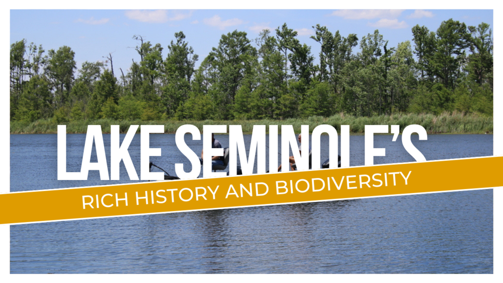 The Complete Guide to Lake Seminole’s Rich History and Biodiversity ...